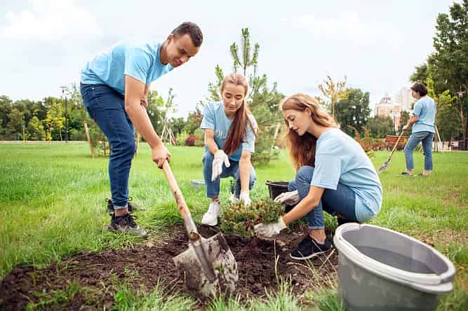Students use their summer to volunteer planting trees