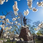 Cherry blossom at Wooster Square in New Haven